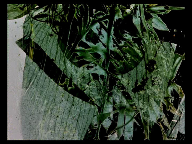 THE GARDEN OF EARTHLY DELIGHTS by Stan Brakhage